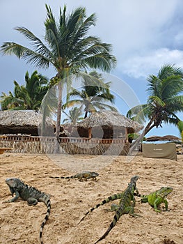 Iguanas at the beach