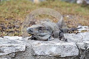 Iguanas. Of the Caribbean sea. Isla Mujeres. Mexico