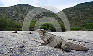 Iguanas at the entrance to the Parque Nacional Isla Cabritos