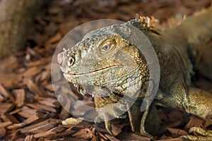 Iguanas face