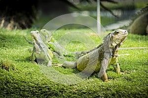 Iguanas of Guayaquil