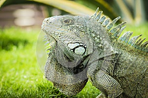 Iguanas of Guayaquil