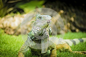 Iguanas of Guayaquil