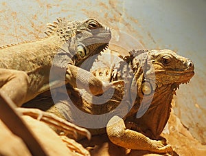 Iguanas In Heraklion Greece