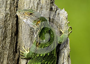 Iguanas lagarto verde tronco photo