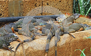 Iguanas laying