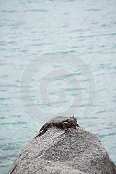 Iguanas laying on rocks in the sun in florida