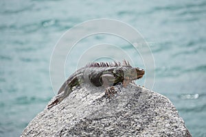 Iguanas laying on rocks in the sun in florida