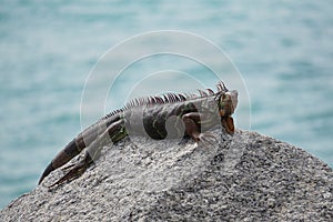 Iguanas laying on rocks in the sun in florida