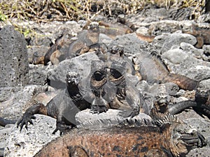 Iguanas looking at the Camera