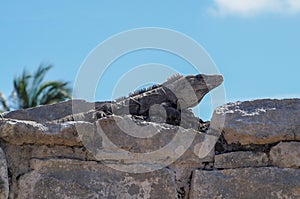 Iguanas in the old mayan site in Tulum, Quintana Roo, Mexico