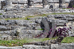 Iguanas in the old mayan site in Tulum, Quintana Roo, Mexico