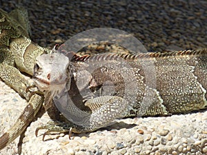 Iguanas