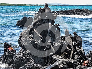 Iguanas at the sea, Galapagos islands