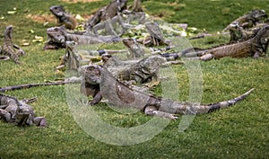 Iguanas at Seminario Park - Guayaquil, Ecuador