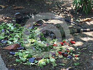 Iguanas sharing lunch photo