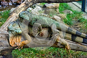 Iguanas in love