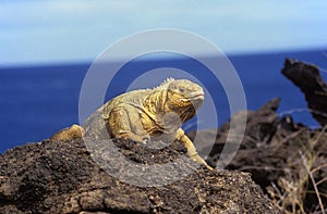 IGUANE TERRESTRE DES GALAPAGOS conolophus subcristatus