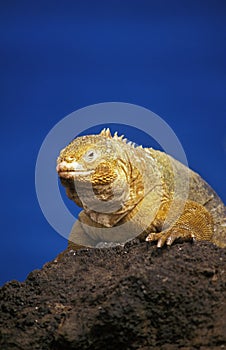 IGUANE TERRESTRE DES GALAPAGOS conolophus subcristatus