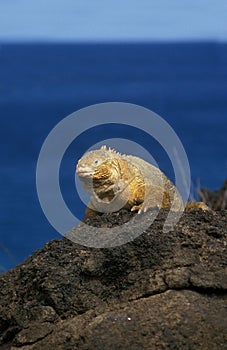 IGUANE TERRESTRE DES GALAPAGOS conolophus subcristatus