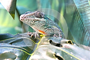 Iguanidae lizard knight anole photo