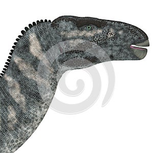 Iguanodon Dinosaur Head