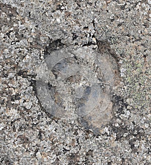 Iguanodon icnite. Site of ichnites (dinosaur footprints) of La Canal  Munilla  La Rioja.