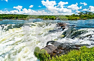 Iguazu Falls in a tropical rainforest in Argentina