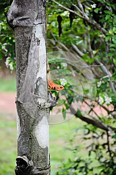 Iguna in North Eathern Thailand