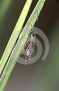 Iichneumon wasp (Xorides praecatorius)