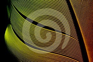 Iimage of a piece of bird feathers