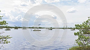 Iislands with trees in the swamps lake. Ecological and reserve concepts