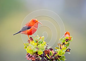 Iiwi endangered Hawaiian honeycreeper bird on a tree