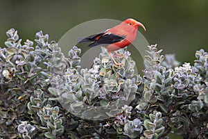 Iiwi, Scarlet Honeycreeper, Vestiaria coccinea photo