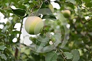 In Iiyama, apple harvest is close. photo