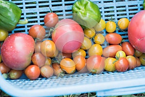 Organic vegetables harvested in iiyama photo