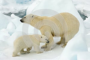 IJsbeer, Polar Bear, Ursus maritimus