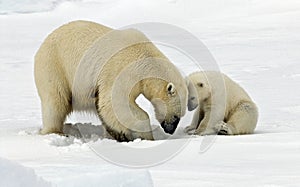 IJsbeer, Polar Bear, Ursus maritimus