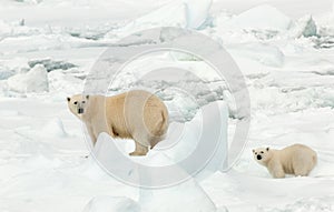 IJsbeer, Polar Bear, Ursus maritimus