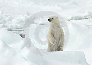 IJsbeer, Polar Bear, Ursus maritimus