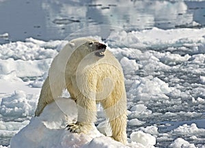 IJsbeer, Polar Bear, Ursus maritimus photo