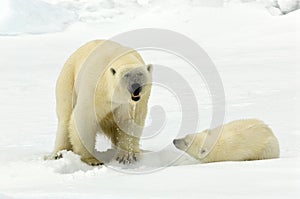 IJsbeer, Polar Bear, Ursus maritimus