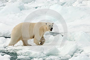 IJsbeer, Polar Bear, Ursus maritimus