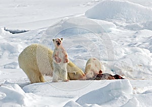 IJsbeer, Polar Bear, Ursus maritimus