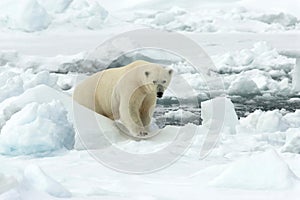 IJsbeer, Polar Bear, Ursus maritimus