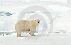 IJsbeer, Polar Bear, Ursus maritimus