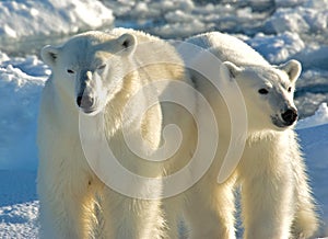 IJsbeer, Polar Bear, Ursus maritimus