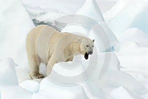 IJsbeer, Polar Bear, Ursus maritimus