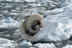 IJsbeer, Polar Bear, Ursus maritimus