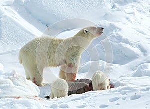 IJsbeer, Polar Bear, Ursus maritimus